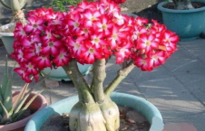 娱乐吃瓜酱沙漠玫瑰,娱乐吃瓜酱的璀璨绽放