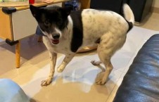 娱乐吃瓜酱小狗安慰,娱乐吃瓜酱的暖心安慰之道