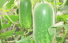 吃瓜高清图,高清图揭秘吃瓜瞬间